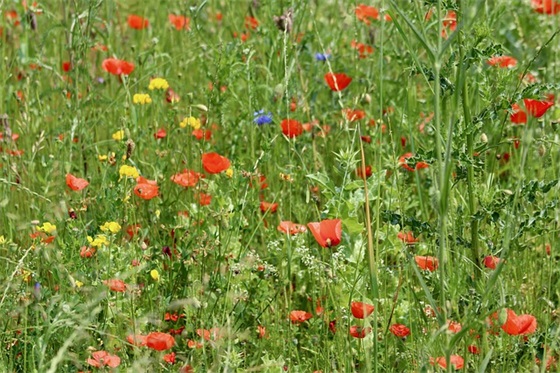 女生qq网名姐妹网名