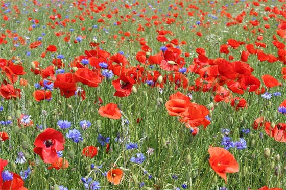 3个字的QQ男网名