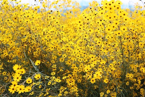 网名古风六个字