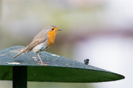 幼儿园成长档案寄语 【幼儿园成长档案寄语大全】