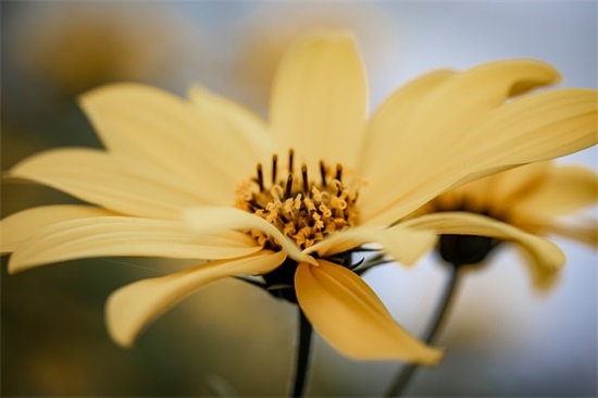 幼儿园明星宝宝家长寄语 【幼儿园明星家长评语】