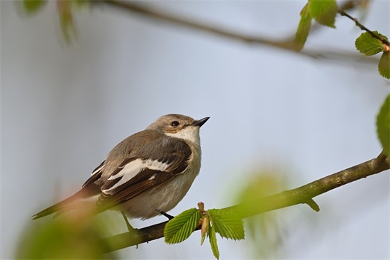 期末寄语初中家长对老师寄语怎么写 【初中期末寄语老师的话】