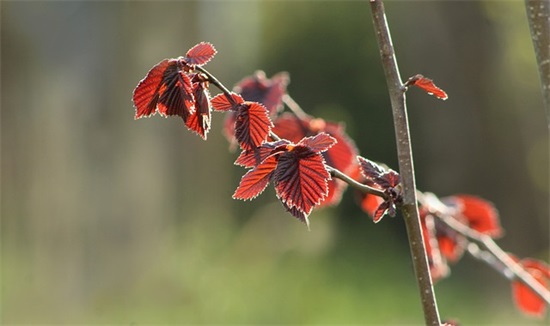 春天在哪里儿歌 描写春天的句子