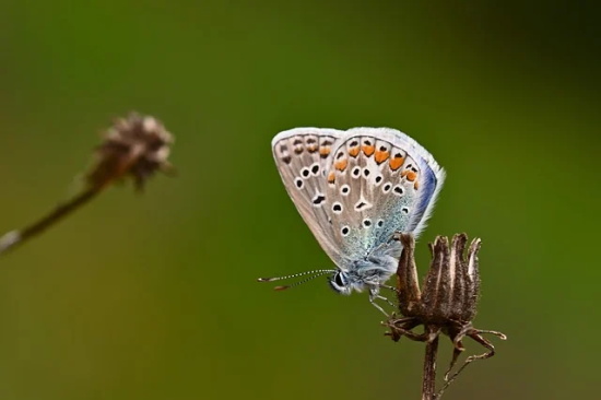 高雅不俗的网名