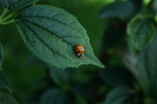 大班妈妈对我说的寄语-50句