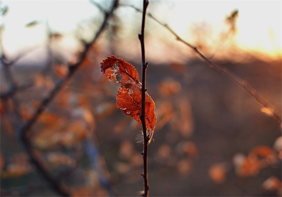 感恩母亲节句子62句