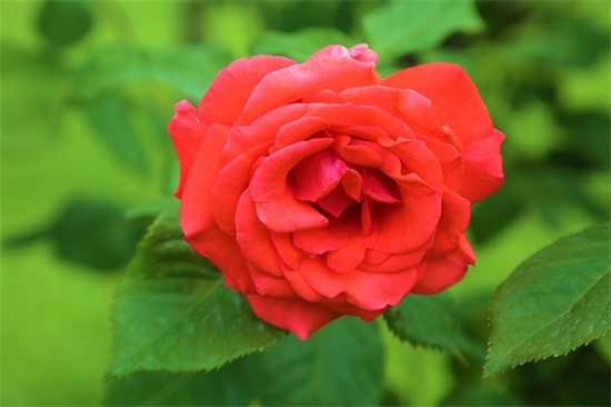 形容自己宝贝的句子精选277句