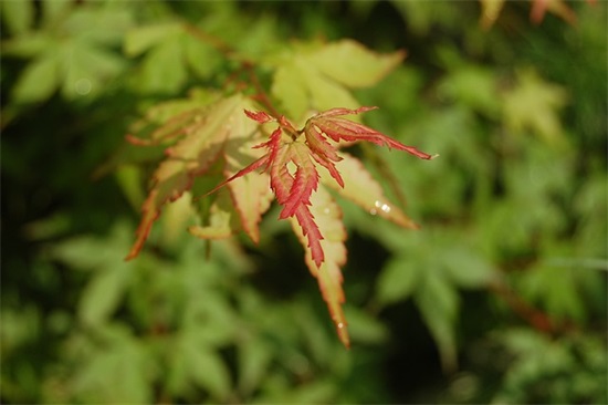 做人人品很重要的句子 人品诚信很重要的句子