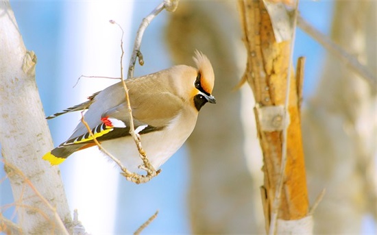 知乎评论区热门的佛系经典语录四十句