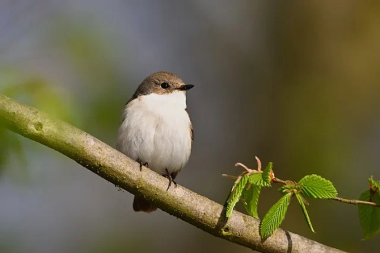 写一句赞美秋天的句子(50句)