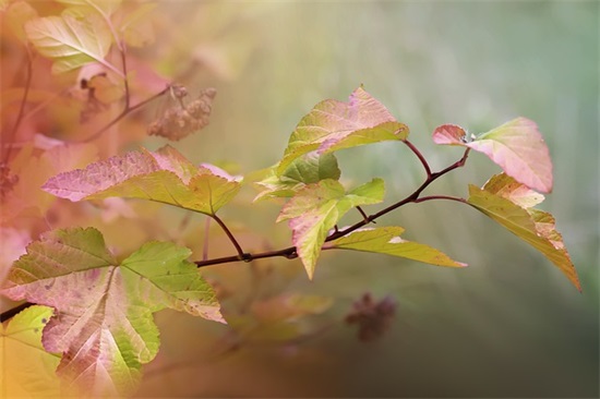 求职信英语专业