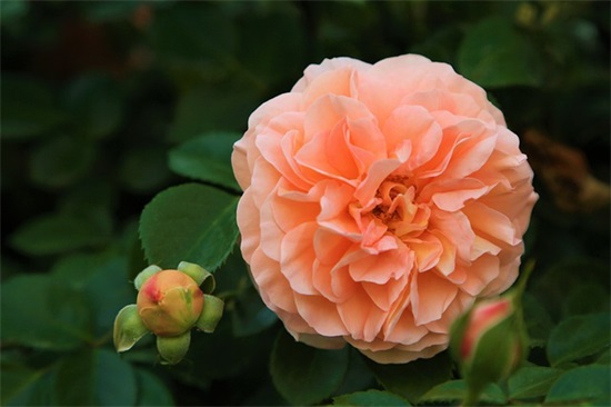 毕业寄语高中 学生写给学生的-54句