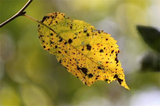 孩子8岁生日父母寄语-53句
