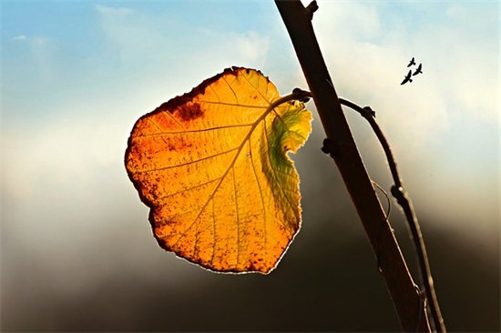 奋进的孩子寄语-60句