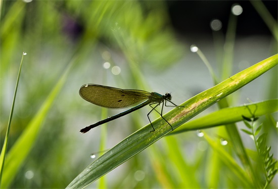 微博古风网名两个字