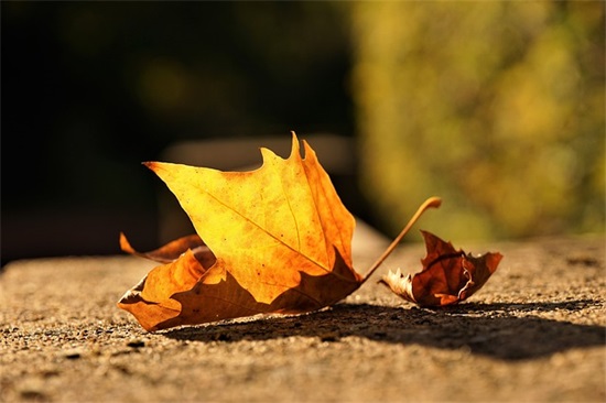 3.12植树节描写植树的句子有哪些