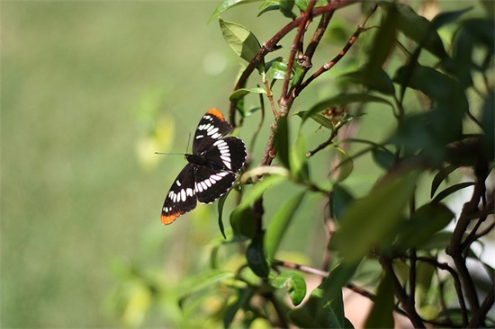 关于年夜饭的诗