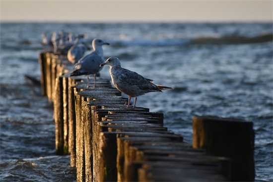 家长对孩子学生手册的寄语怎么写 【家长给孩子学生手册的寄语】