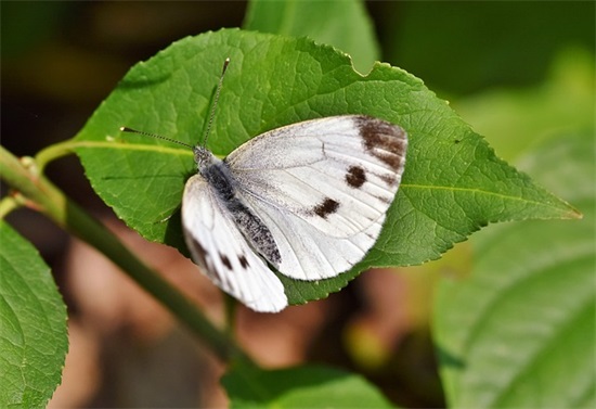 书香江苏网网上征文