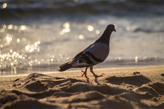 成长手册家长寄语大全简短-58句